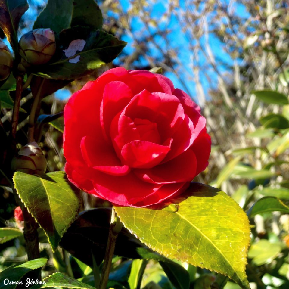 Article : Le bonheur de photographier les fleurs